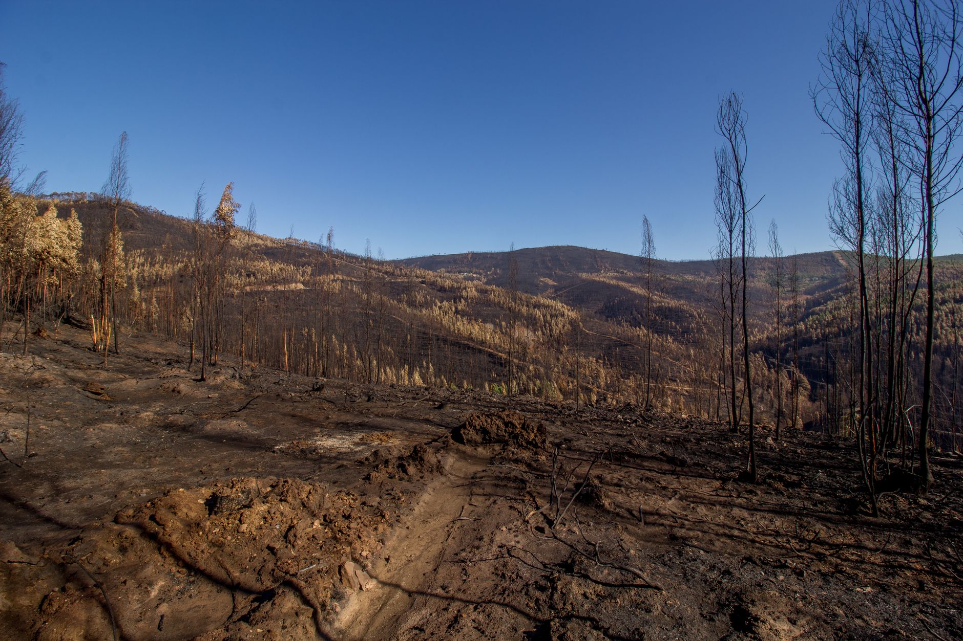 An aerial view shows a barren, wildfire-scorched landscape with bare trees and hills.