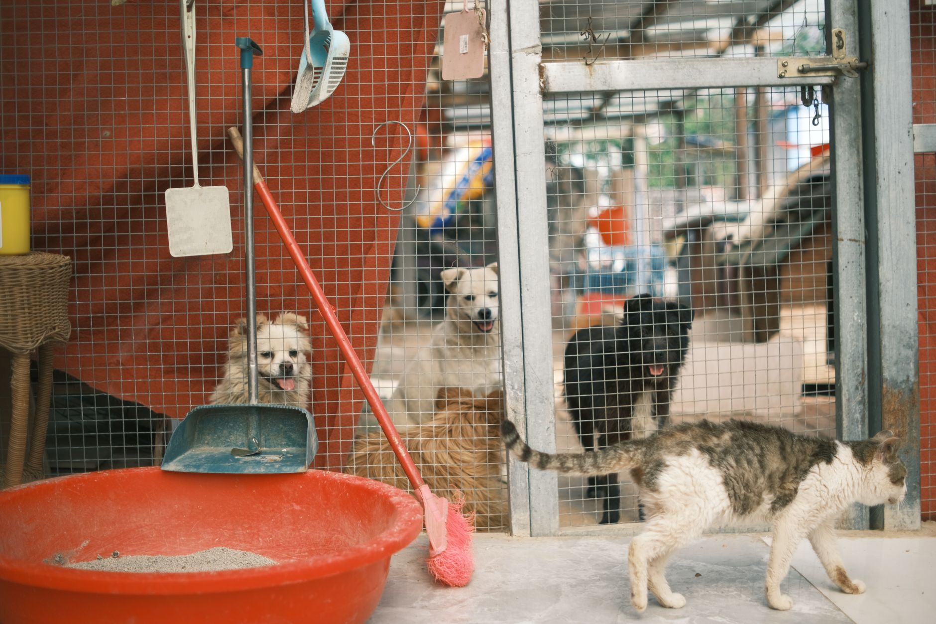 Dogs and a cat in cages inside an animal shelter.