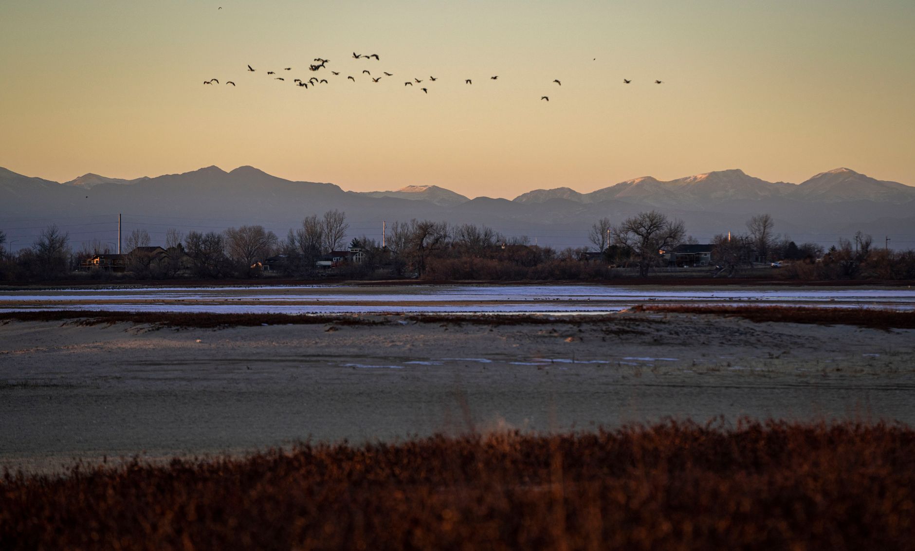 Birds flying over a marshland with open fields and a mountain backdrop.